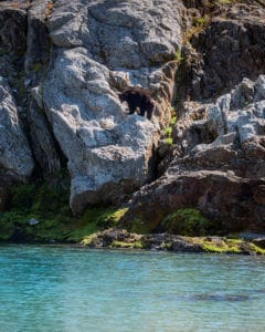 black bear close to camp