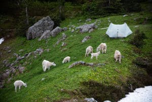 shows the pack of goats around camp