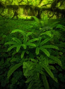 shows the Queets Rainforest