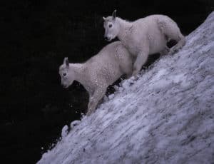 photo of 2 baby goats captured on a backpacking trip